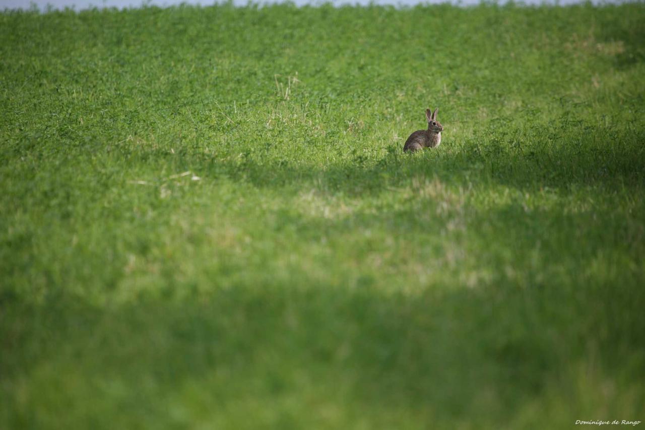 Le lapin du Groin