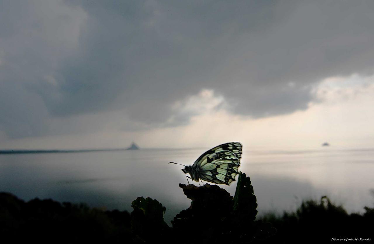 Papillon après l'orage