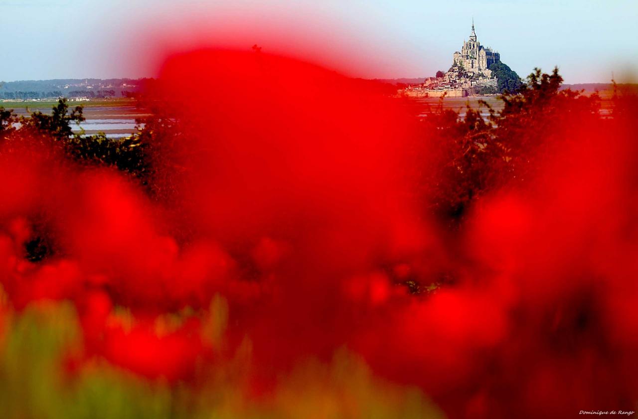 coquelicots de la baie