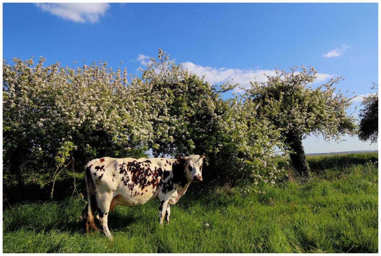 printemps route côtière