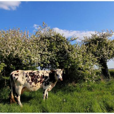 printemps route côtière